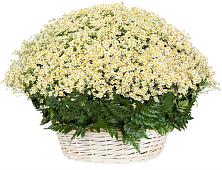 Цветочная композиция из Ромашки в корзине #REPLACE_PRED# Пыть-Яхе
